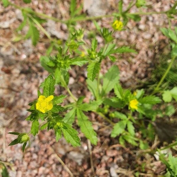 Potentilla norvegica Blomst