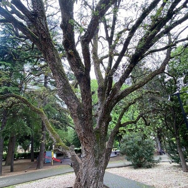 Quercus suber 形態