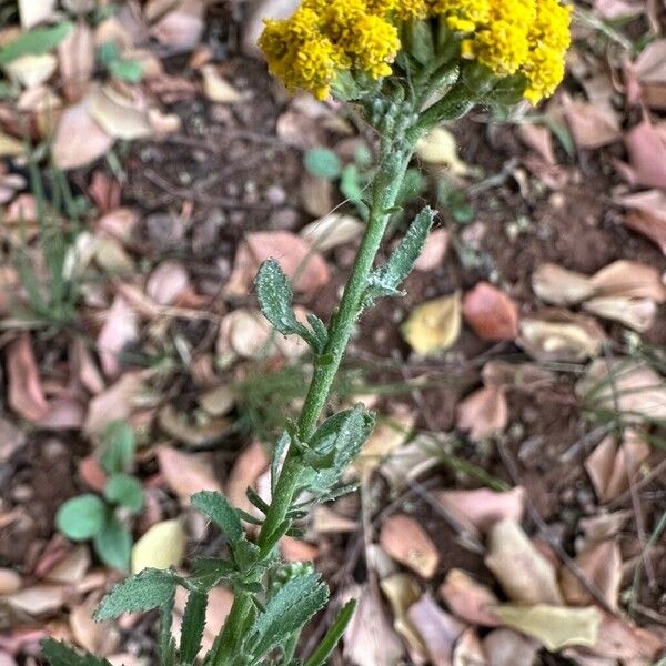 Achillea ageratum Blatt