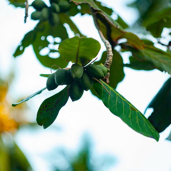 Terminalia catappa Frutto