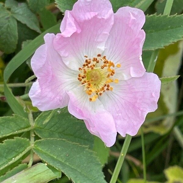 Rosa arvensis Цветок