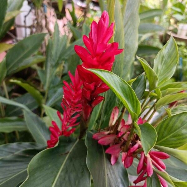 Alpinia purpurata Žiedas