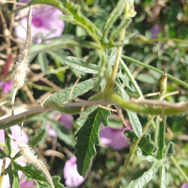 Convolvulus althaeoides Квітка