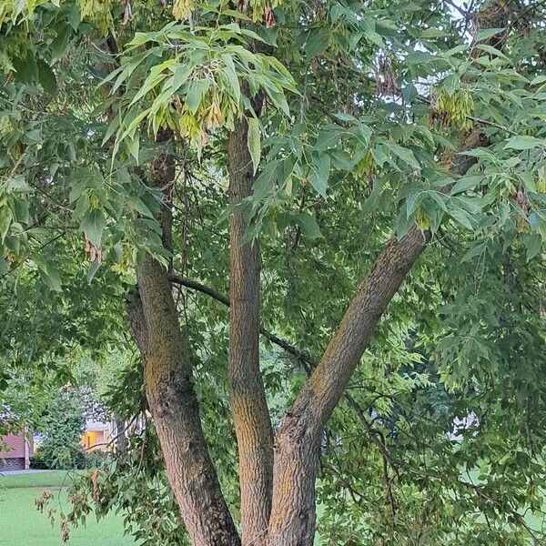 Acer negundo Habit