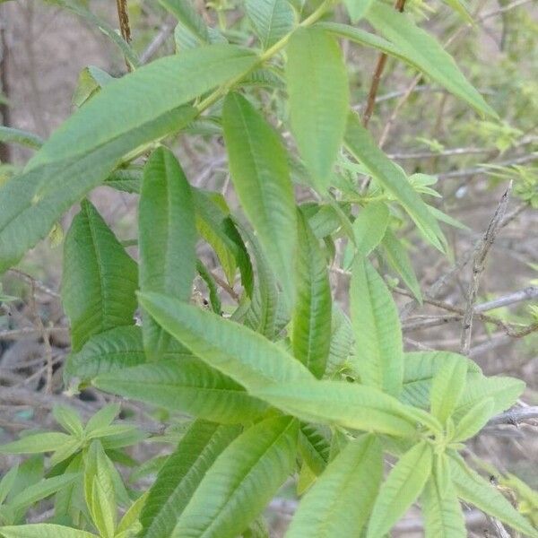 Aloysia citrodora Levél