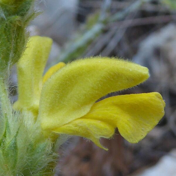 Phlomis lychnitis Květ