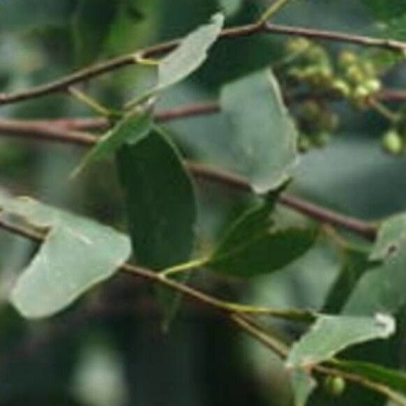 Eucalyptus regnans (Australian-oak)