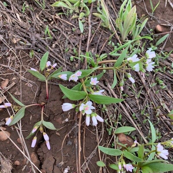 Claytonia rosea Flower