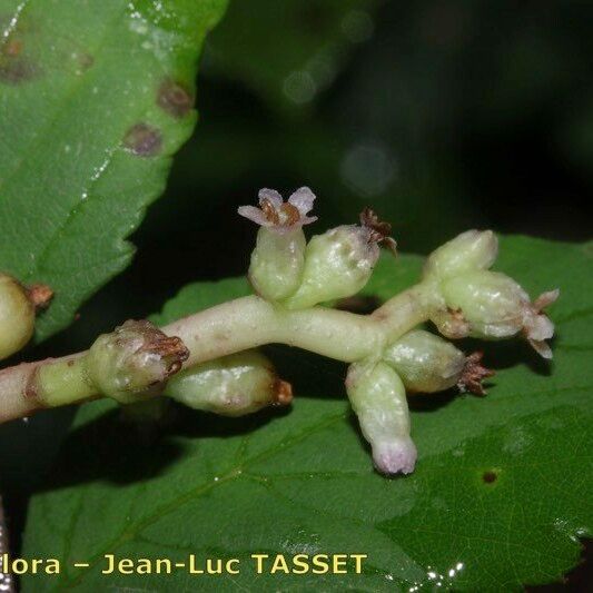 Cuscuta monogyna Floare