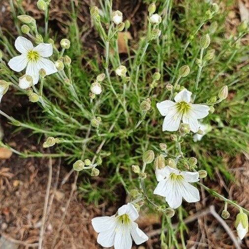 Minuartia capillacea फूल