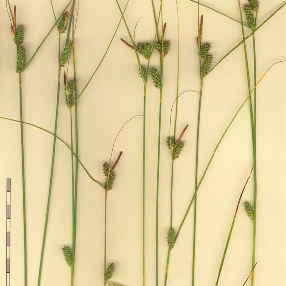 Carex extensa Other