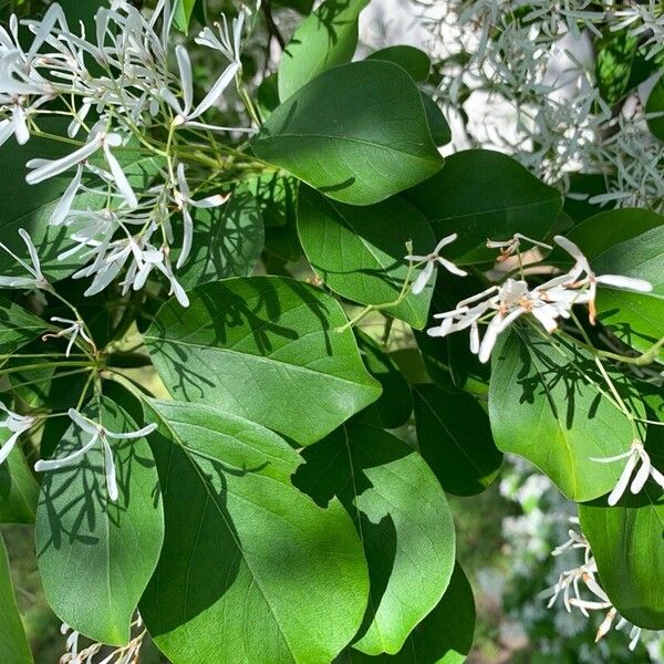 Chionanthus retusus Leaf