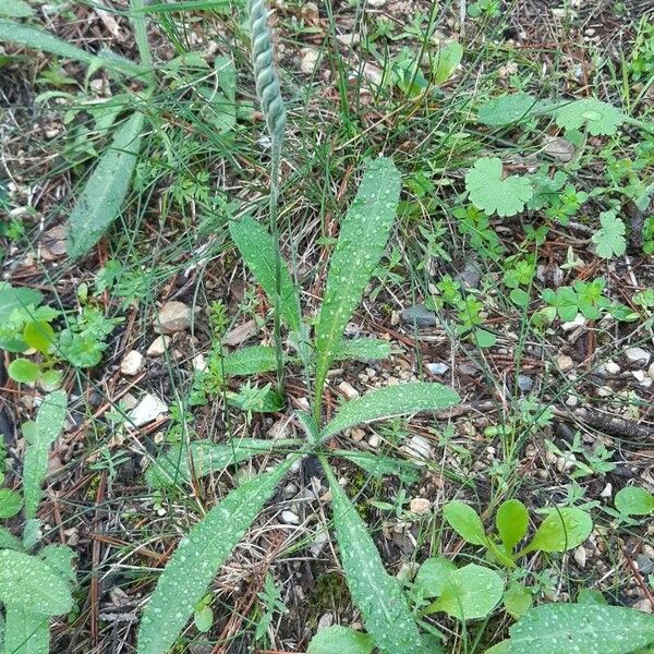 Spiranthes spiralis 形态