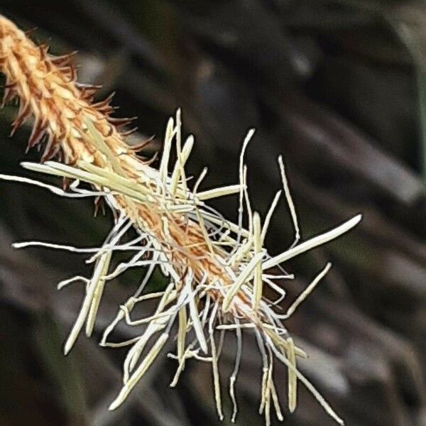 Carex caryophyllea Květ