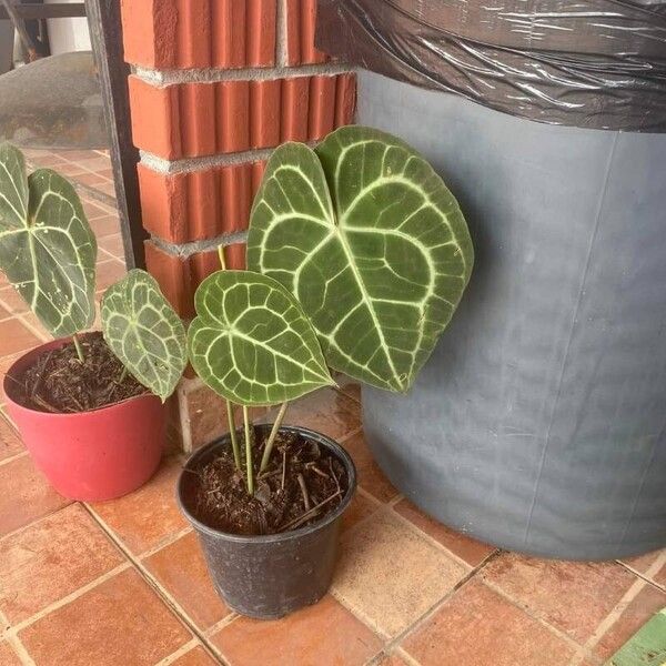 Anthurium crystallinum Blad