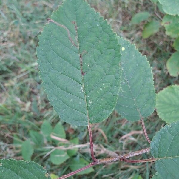 Prunus virginiana 葉