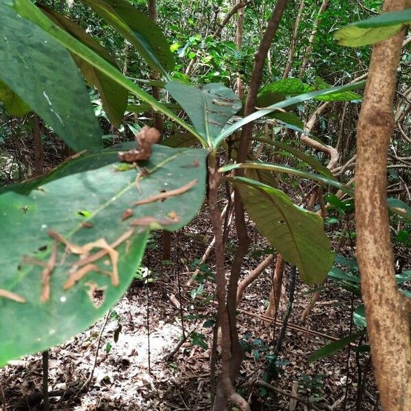 Ixora margaretae 葉