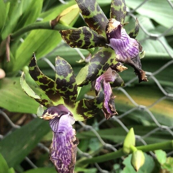 Zygopetalum maculatum List