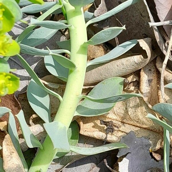 Euphorbia myrsinites List