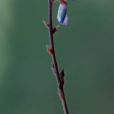 Desmodium triflorum Flor