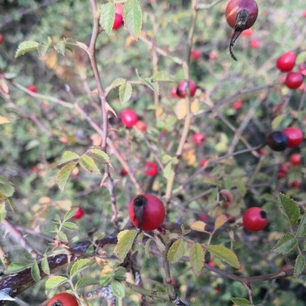 Rosa agrestis Fruit