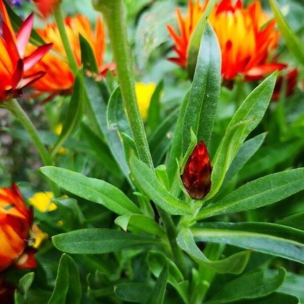 Xerochrysum bracteatum Lubje