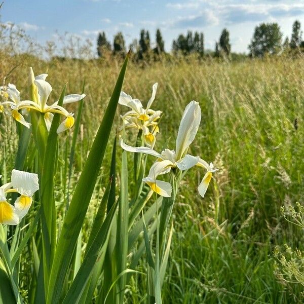 Iris orientalis Kwiat