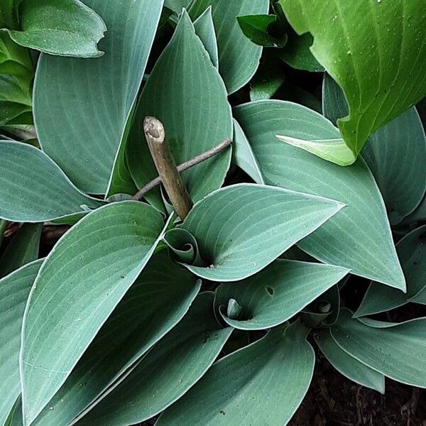 Hosta plantaginea Лист