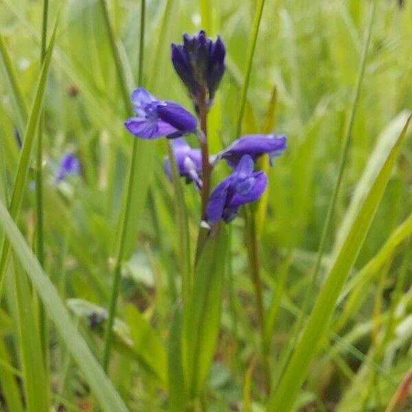 Polygala vulgaris Flower