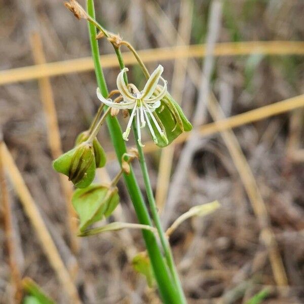 Trachyandra saltii Kwiat