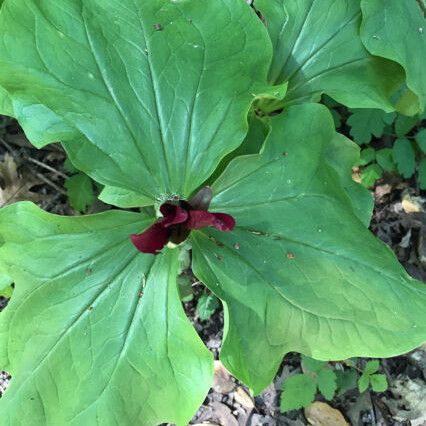 Trillium chloropetalum (Giant trillium)