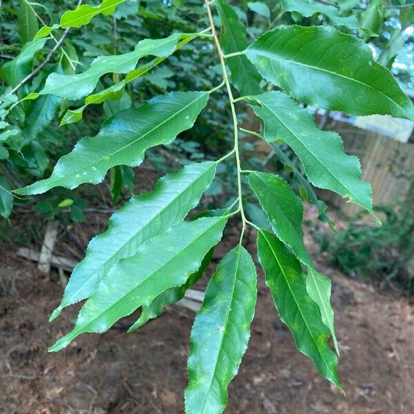 Prunus serotina Ліст