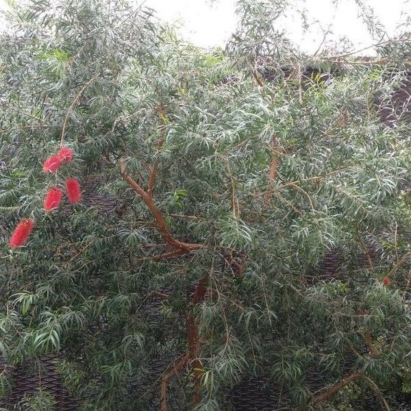 Callistemon viminalis Flor