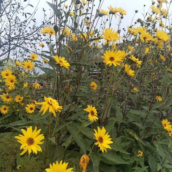 Helianthus × laetiflorus Flor