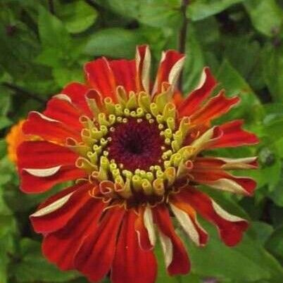 Zinnia elegans Blüte