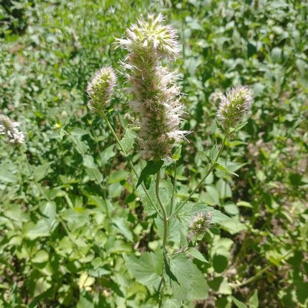 Agastache urticifolia Flower