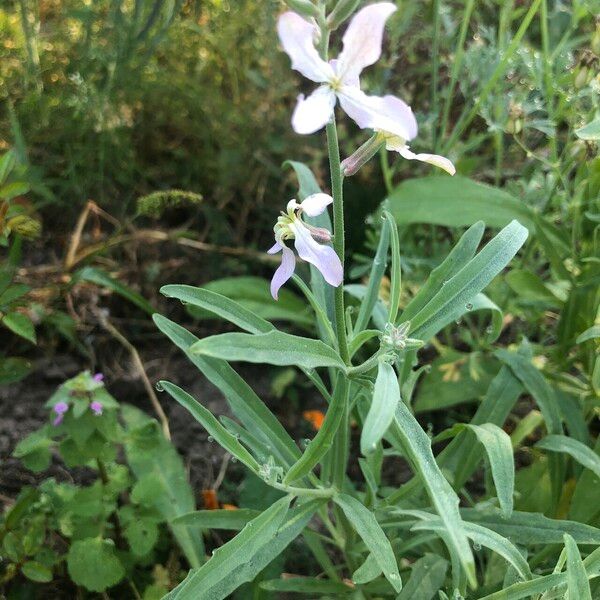 Matthiola longipetala Natur