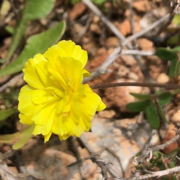 Trifolium campestre 花