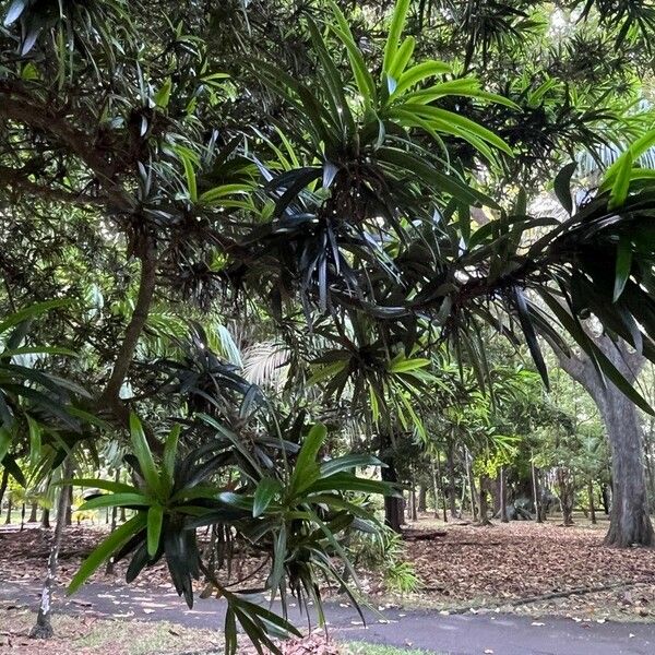 Podocarpus neriifolius Habit