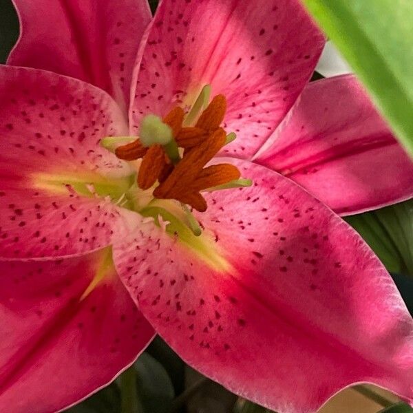 Lilium bulbiferum Fleur