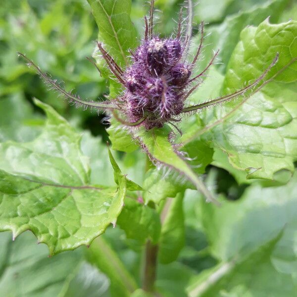 Cicerbita alpina Blomst