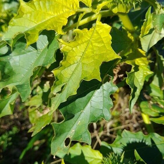 Datura stramonium Leht