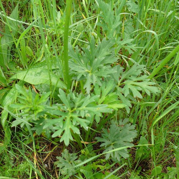 Ranunculus polyanthemos Лист