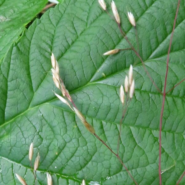 Agrostis capillaris Цвят