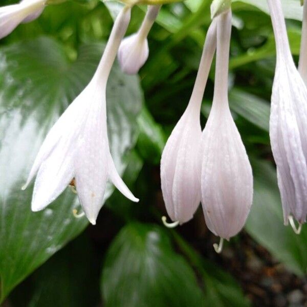 Hosta plantaginea Flower