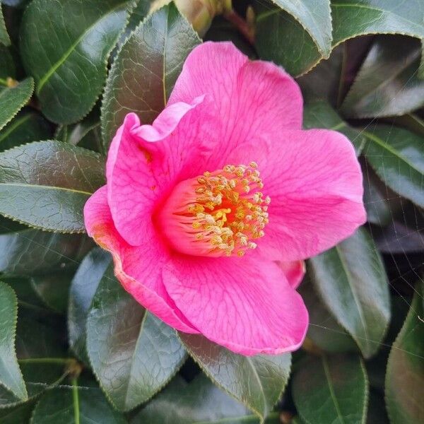 Camellia sasanqua Flower