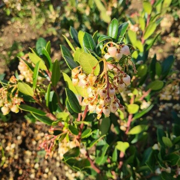 Arbutus unedo Õis