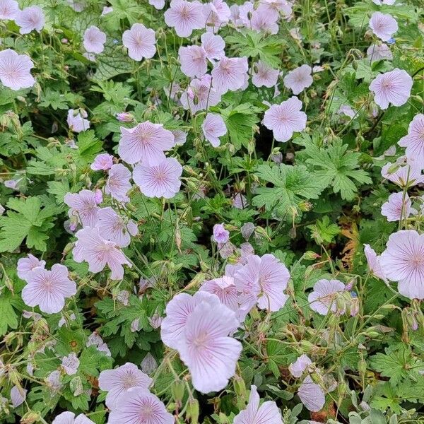 Geranium himalayense Costuma