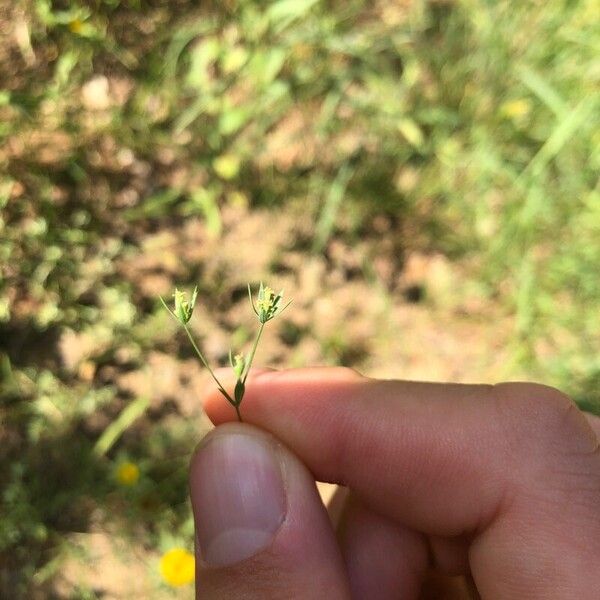 Bupleurum semicompositum Bloem