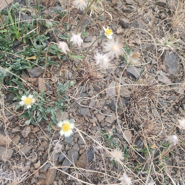 Tridax procumbens Плод